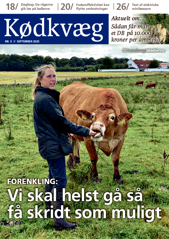 Kødkvæg