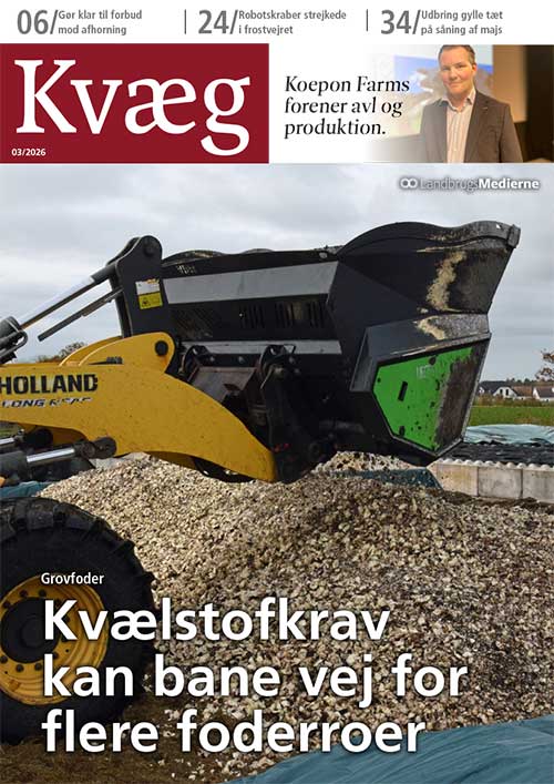 Kvæg