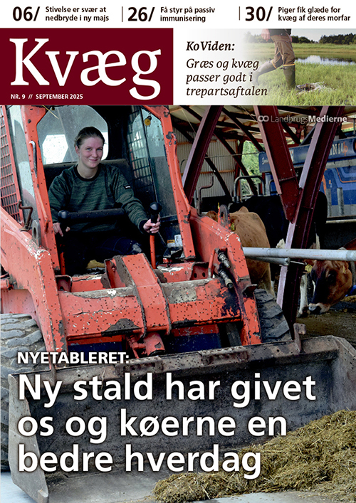 Kvæg