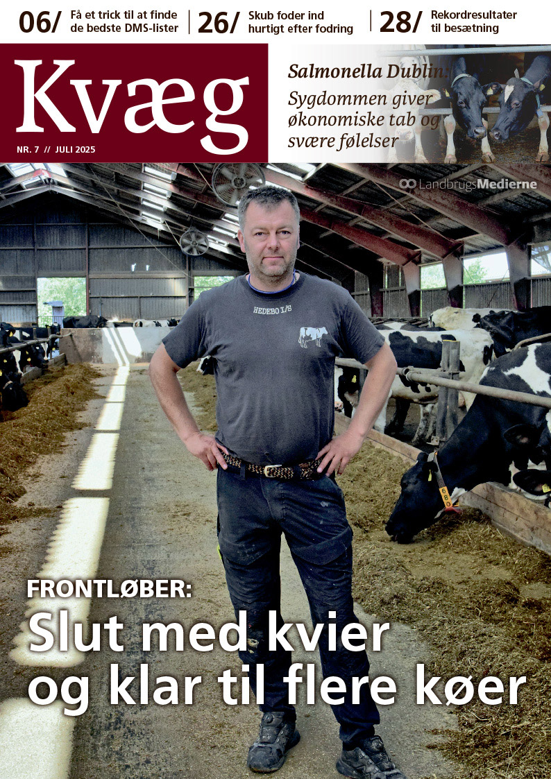 Kvæg